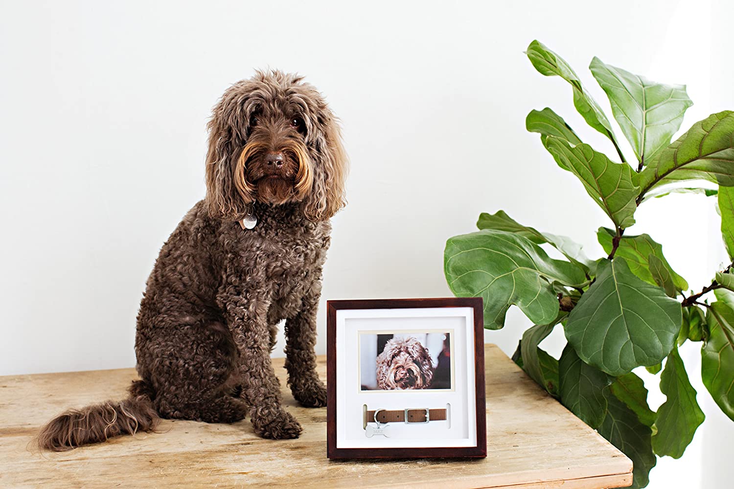 Pet Sentiment Picture Frame