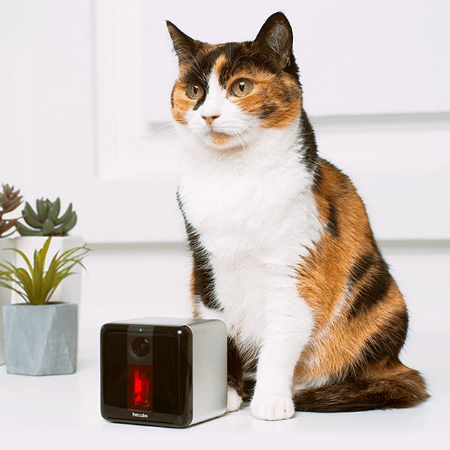PetCube