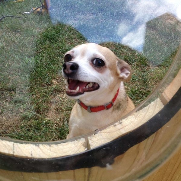 PetPeek Fence Window