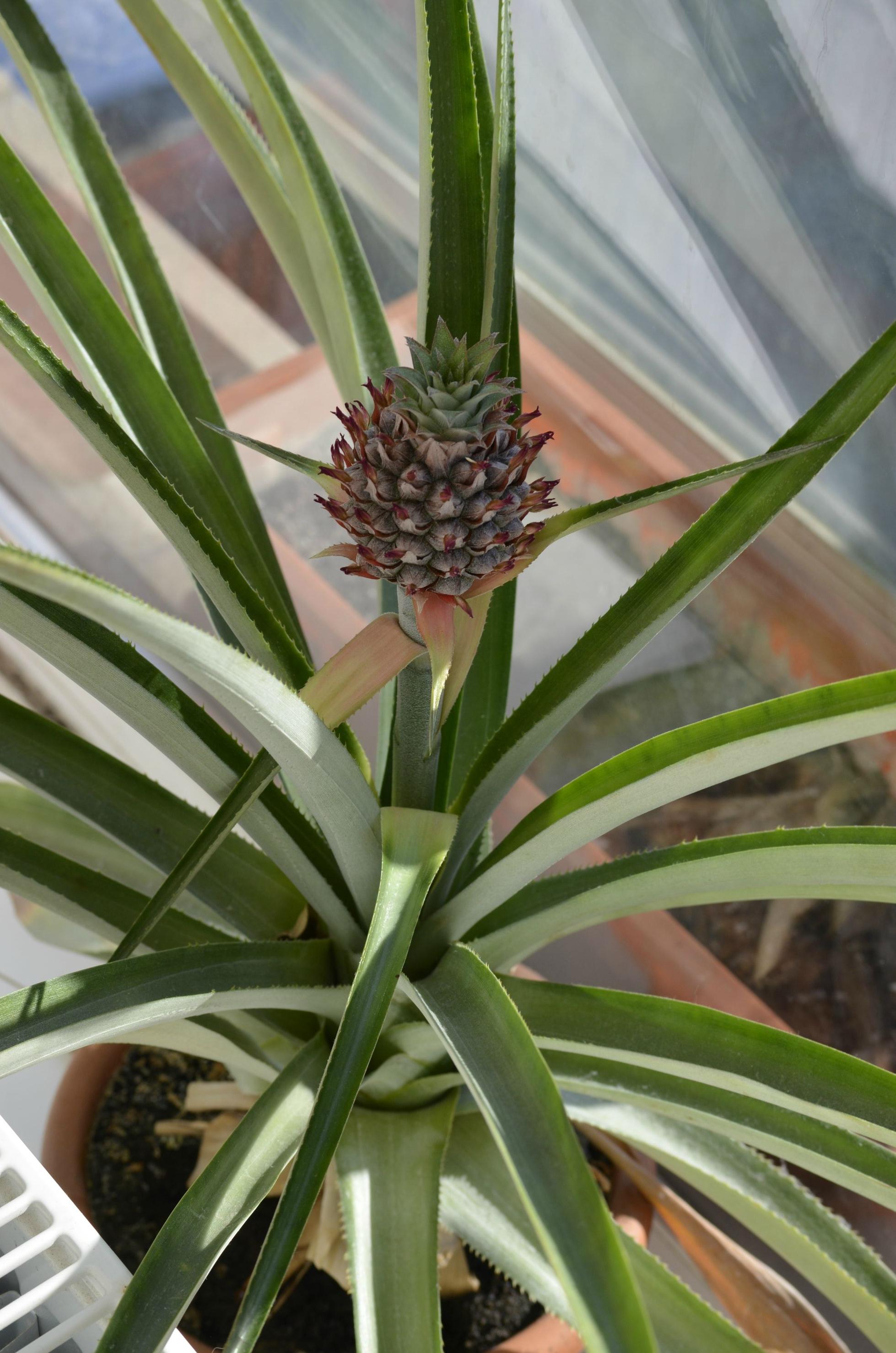 Pineapple Plant