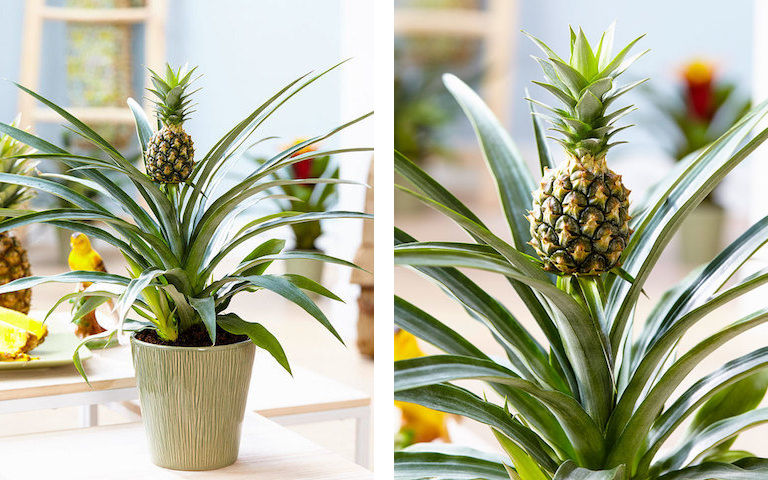 Pineapple Plant