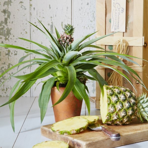 Pineapple Plant