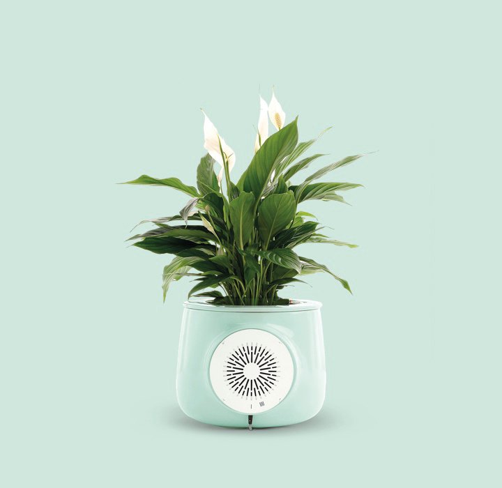 Plant Powered Natural Air Purifier