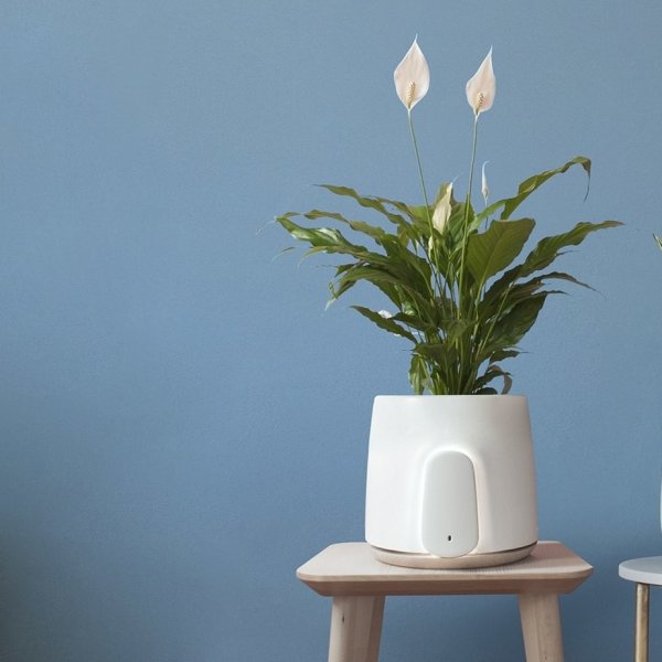 Plant Powered Natural Air Purifier