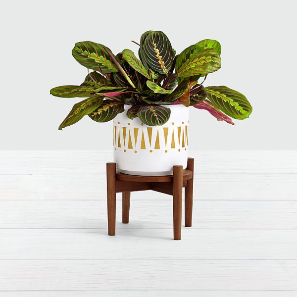 Prayer Plant