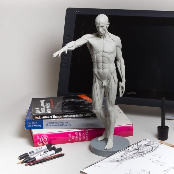 Premium Quality Ecorche