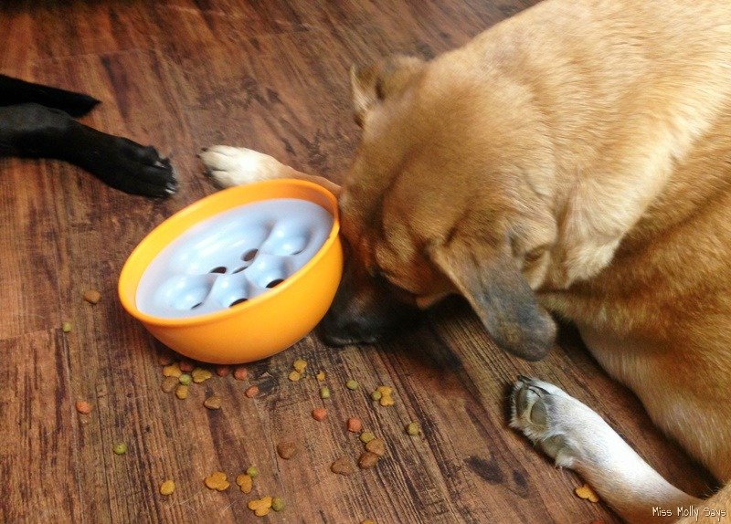 Puzzle Feeder Dog Bowl