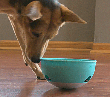 Puzzle Feeder Dog Bowl