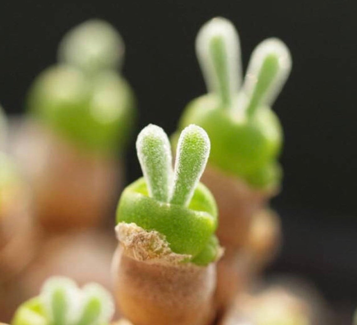 Rabbit Ear Succulent Seeds