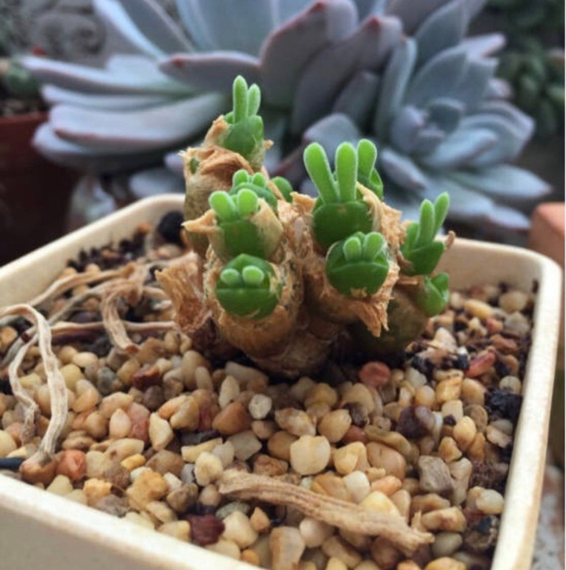 Rabbit Ear Succulent Seeds