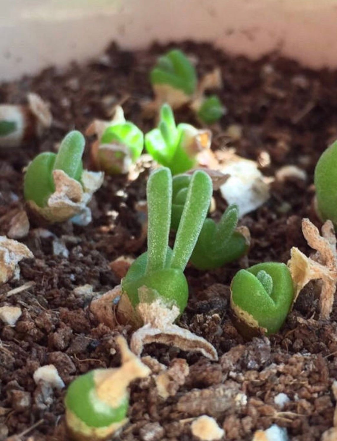 Rabbit Ear Succulent Seeds