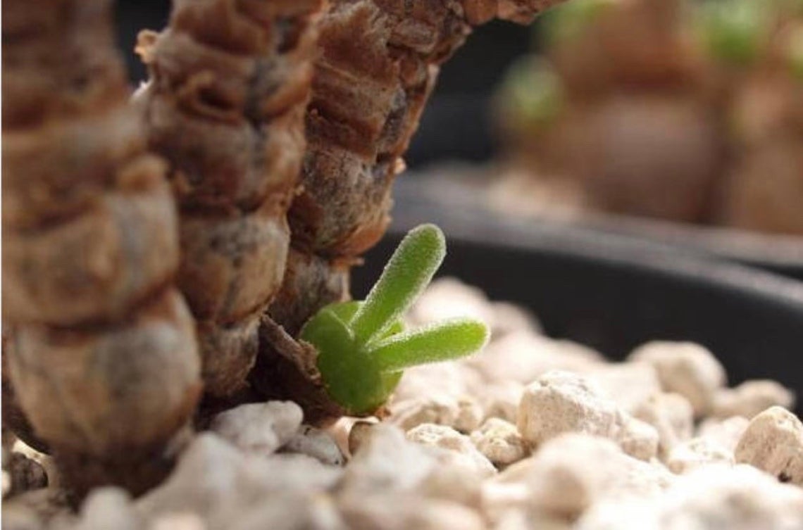 Rabbit Ear Succulent Seeds