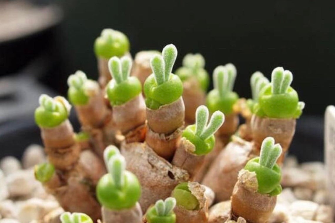 Rabbit Ear Succulent Seeds