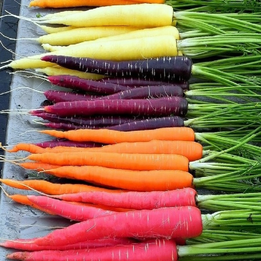 Rainbow Blend Carrot Seeds