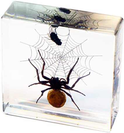 Real Spider Paperweight