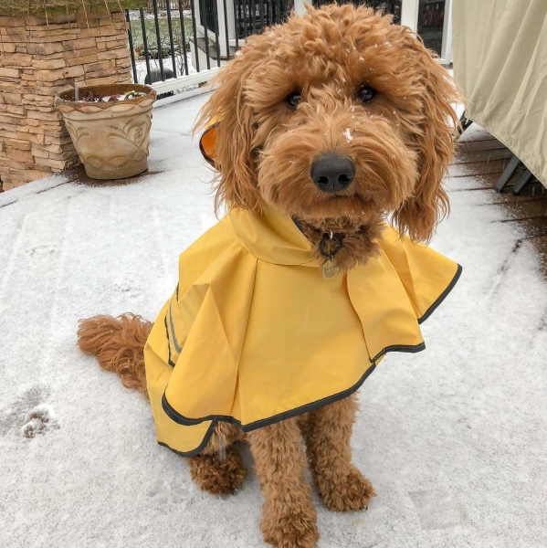 Reflective Dog Raincoat