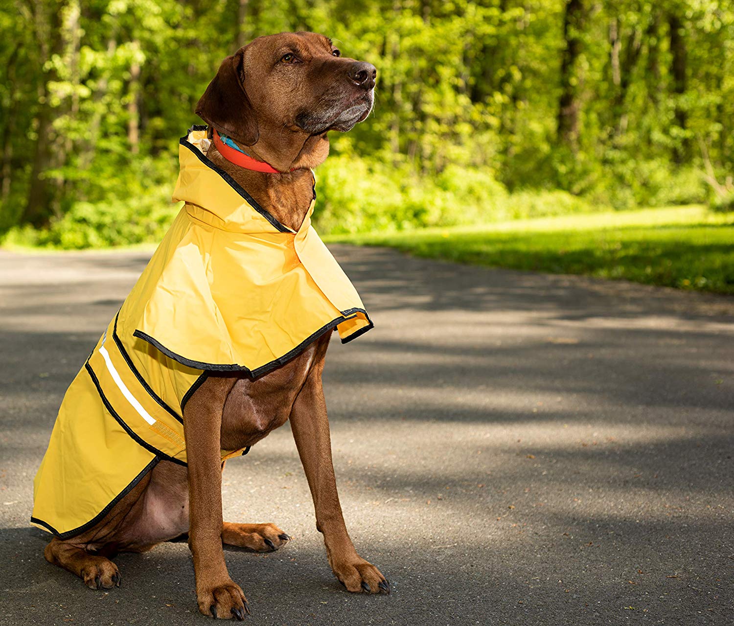 Reflective Dog Raincoat