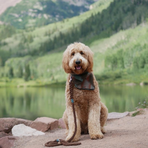 Rope Dog Leash