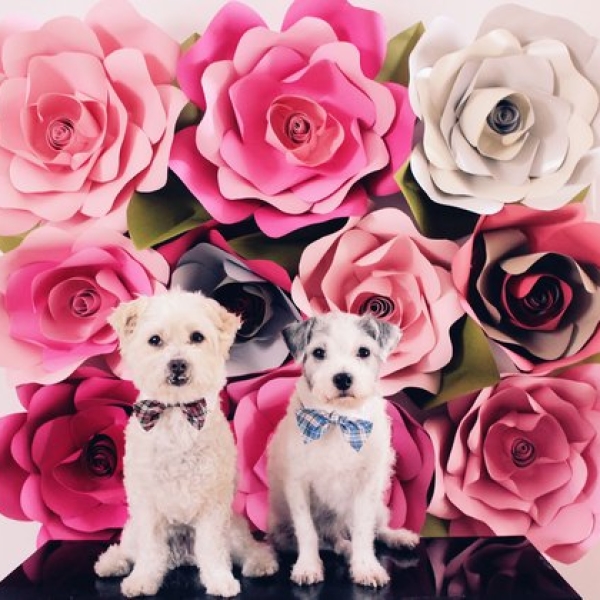 Rose Photo Backdrop Wall