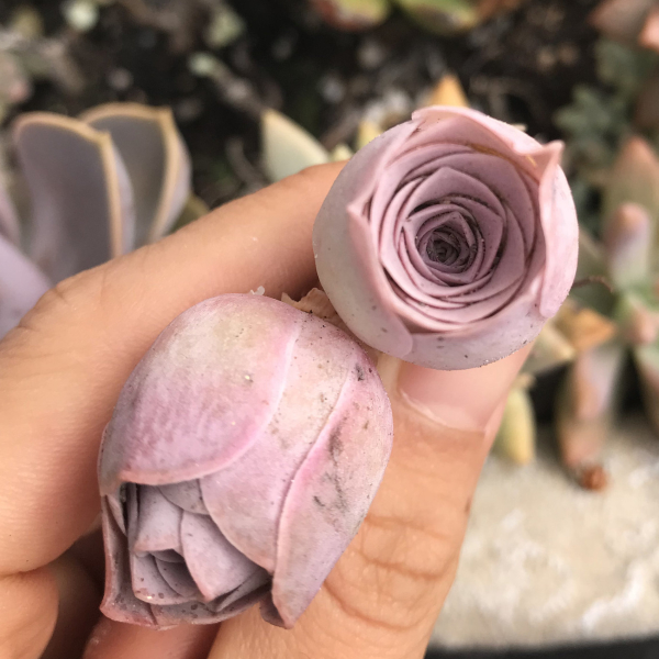 Rose Succulent Plant