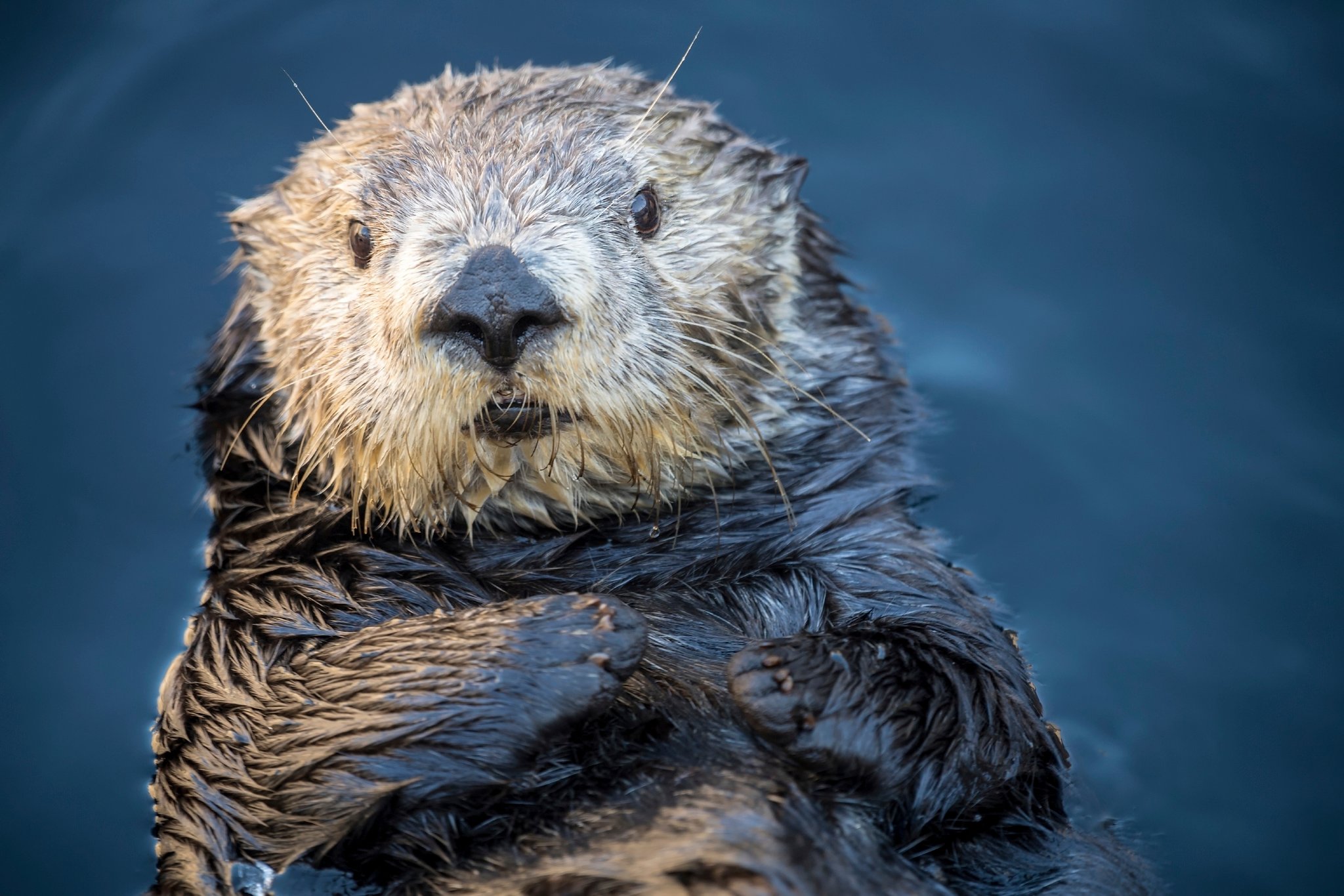 Sea Otter Adoption Kit