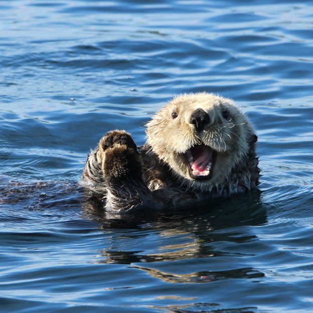 Sea Otter Adoption Kit