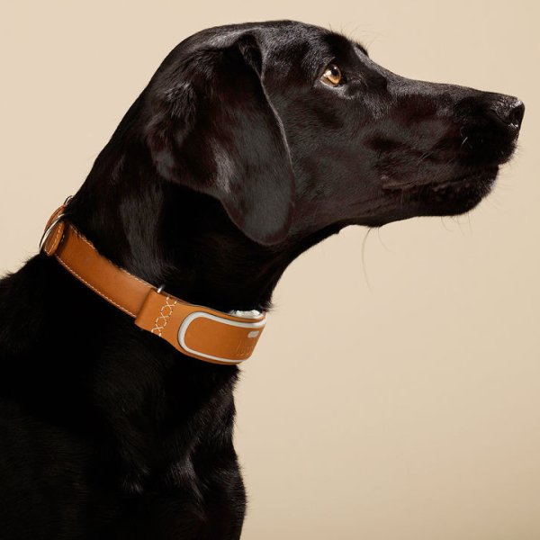 Smart Dog Collar With GPS Tracker