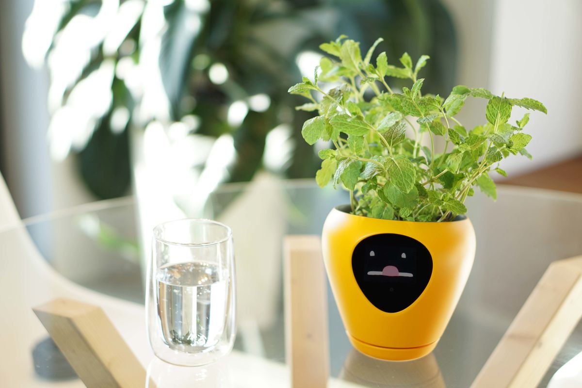 Smart Planter with Feelings