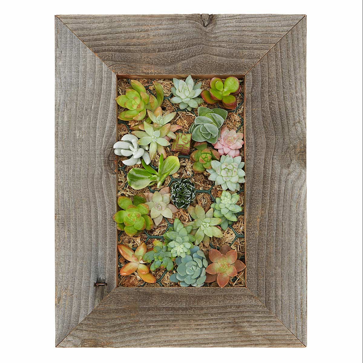 Succulent Wall Planter Kit