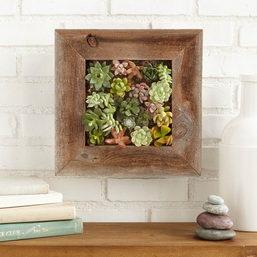 Succulent Wall Planter Kit