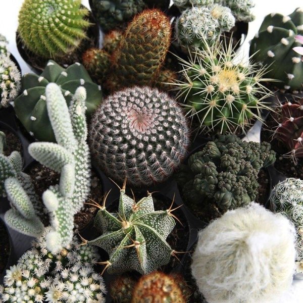 Succulents & Cacti Pack