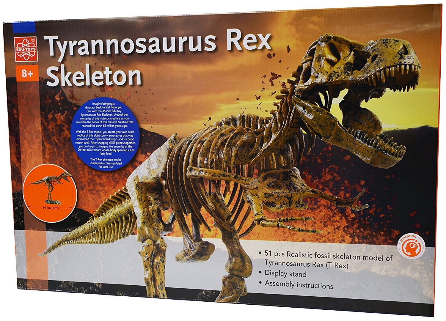 T-Rex Model