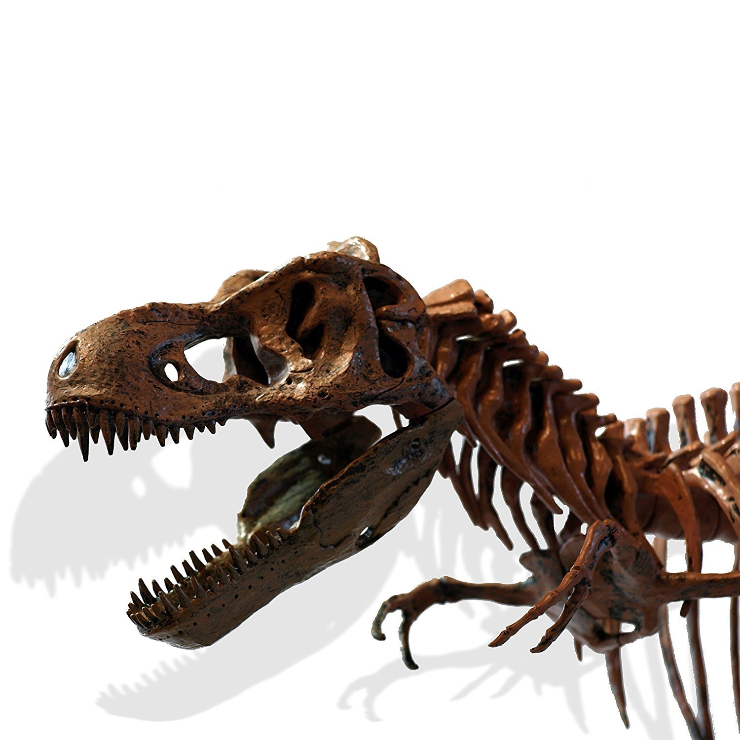 T-Rex Model