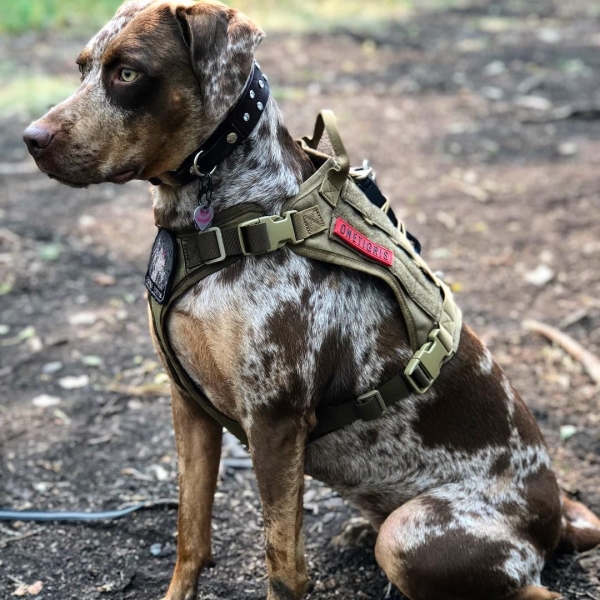 Tactical Service Dog Vest