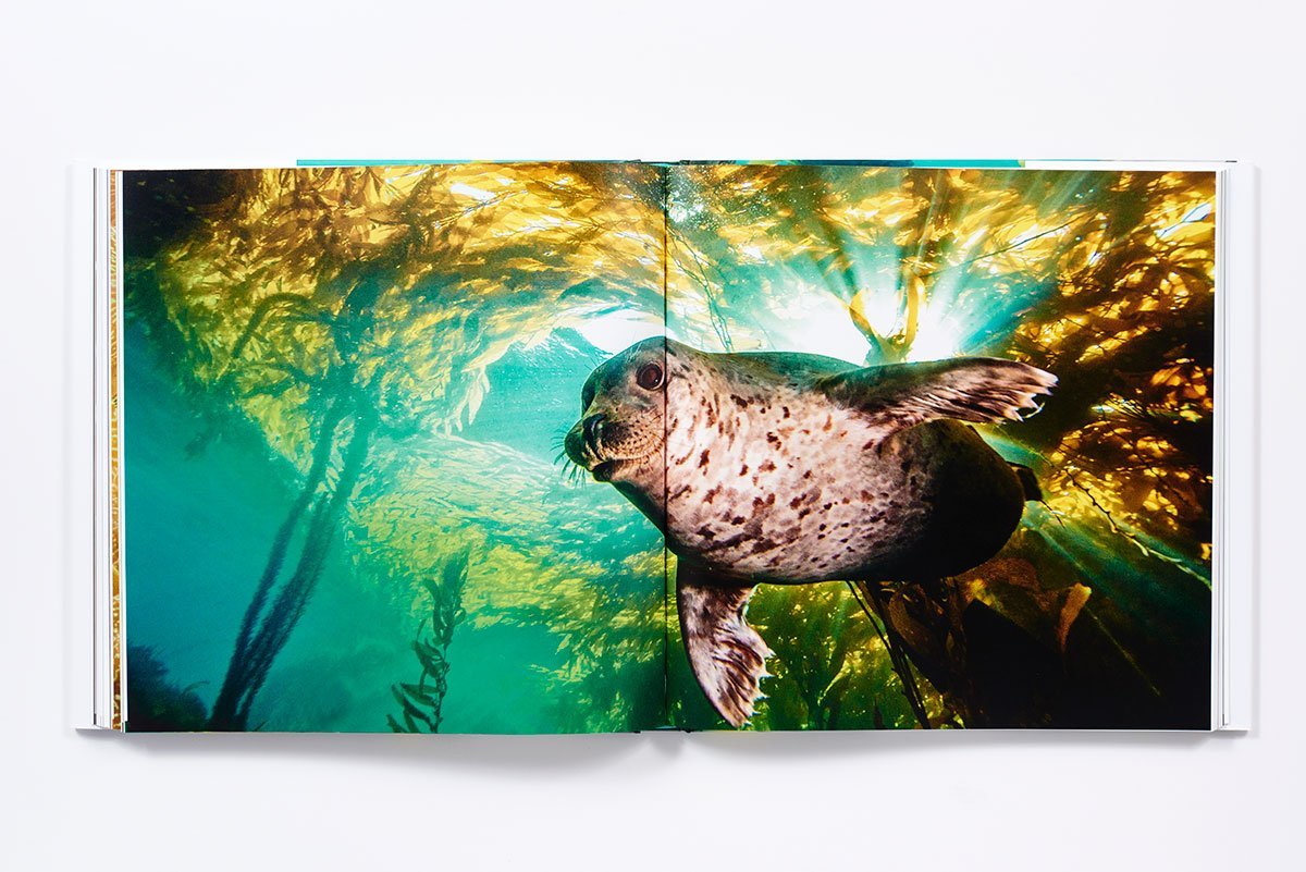 The Life and Love of the Sea