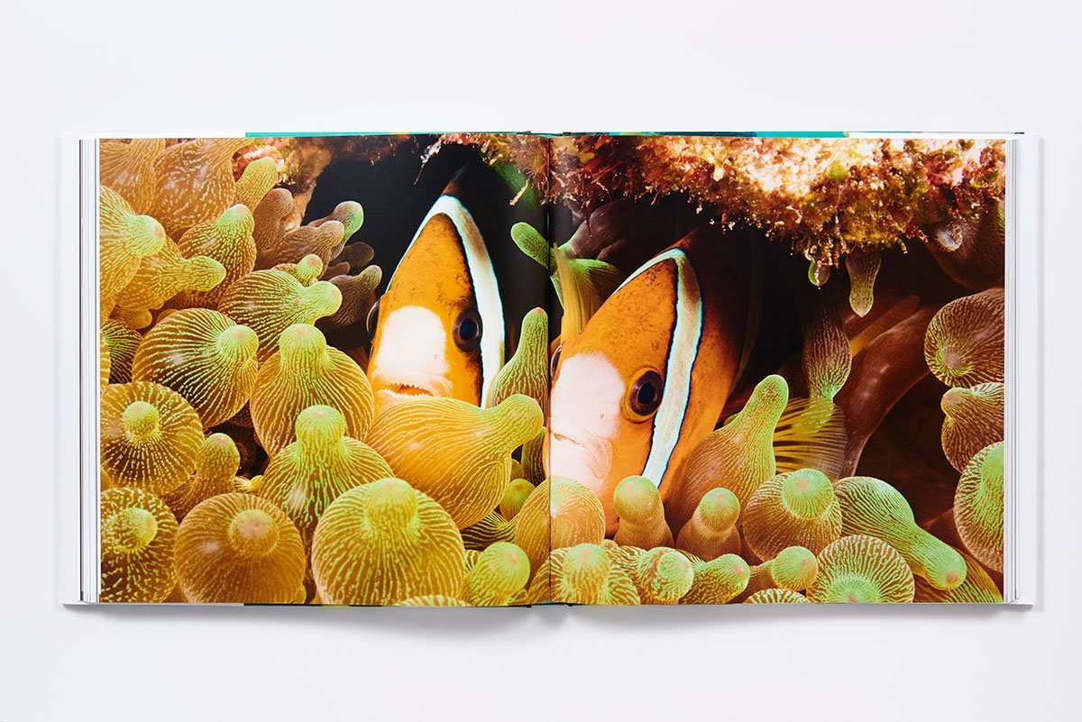 The Life and Love of the Sea