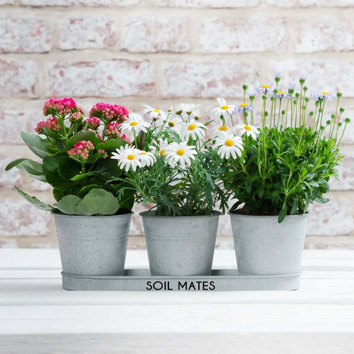 Tin Bucket Planters