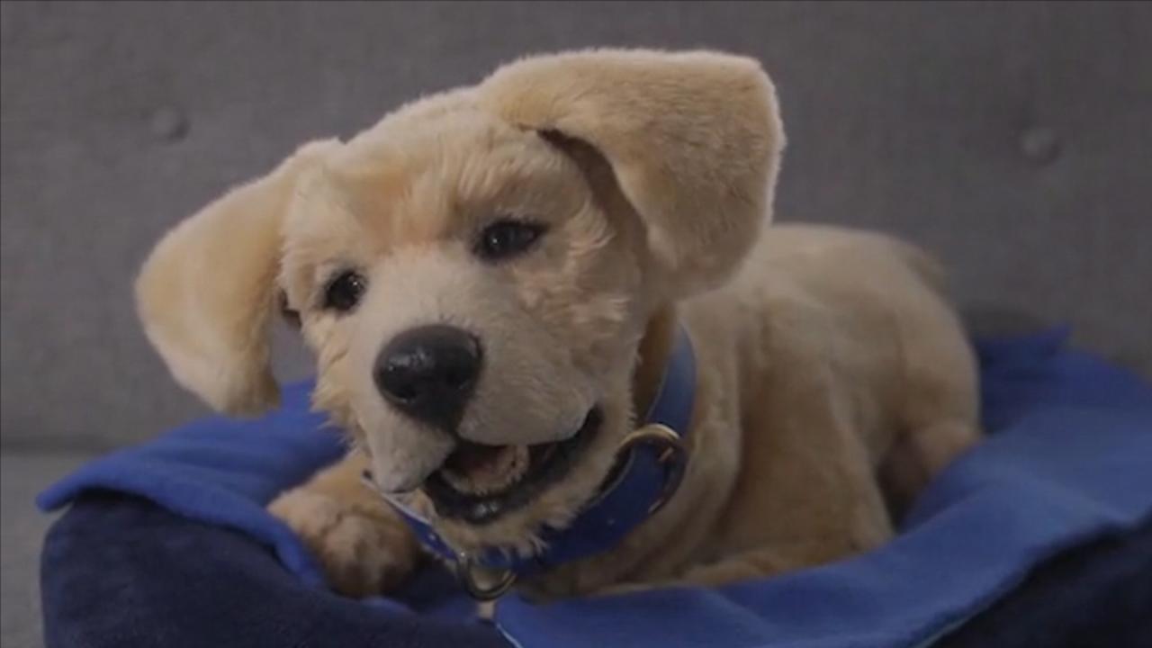 Tombot - The World's Most Realistic Robotic Dog