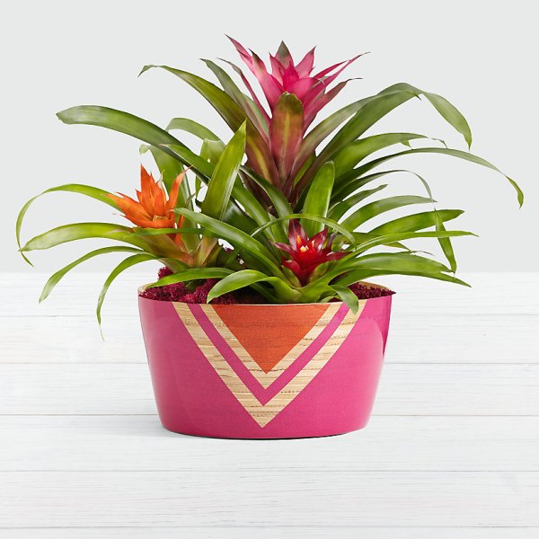 Tropical Bromeliad Garden