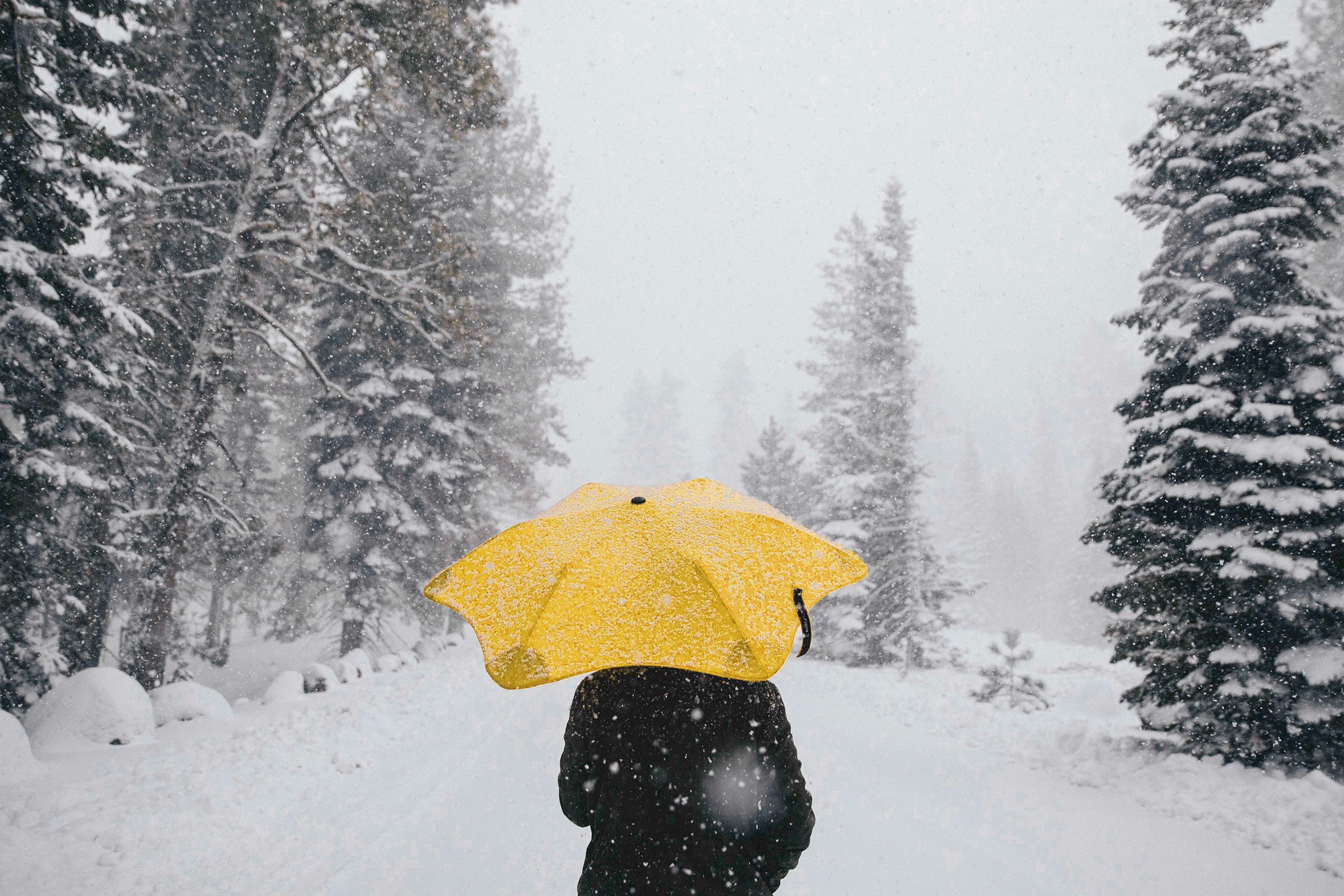 World's Best Umbrella