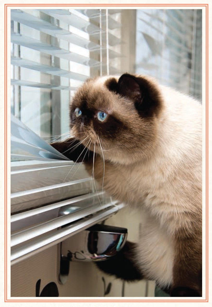 You Need More Sleep: Advice from Cats