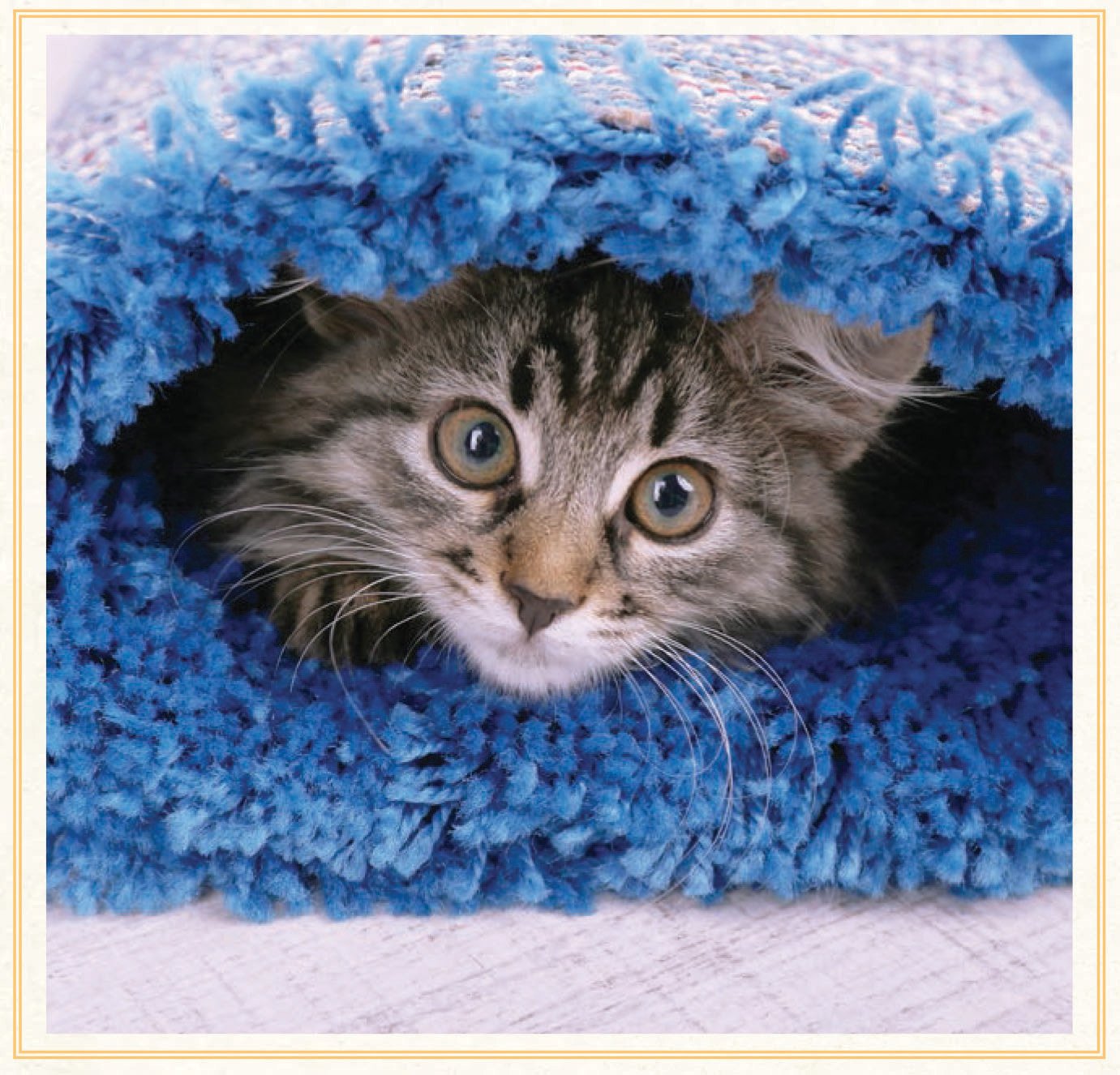 You Need More Sleep: Advice from Cats