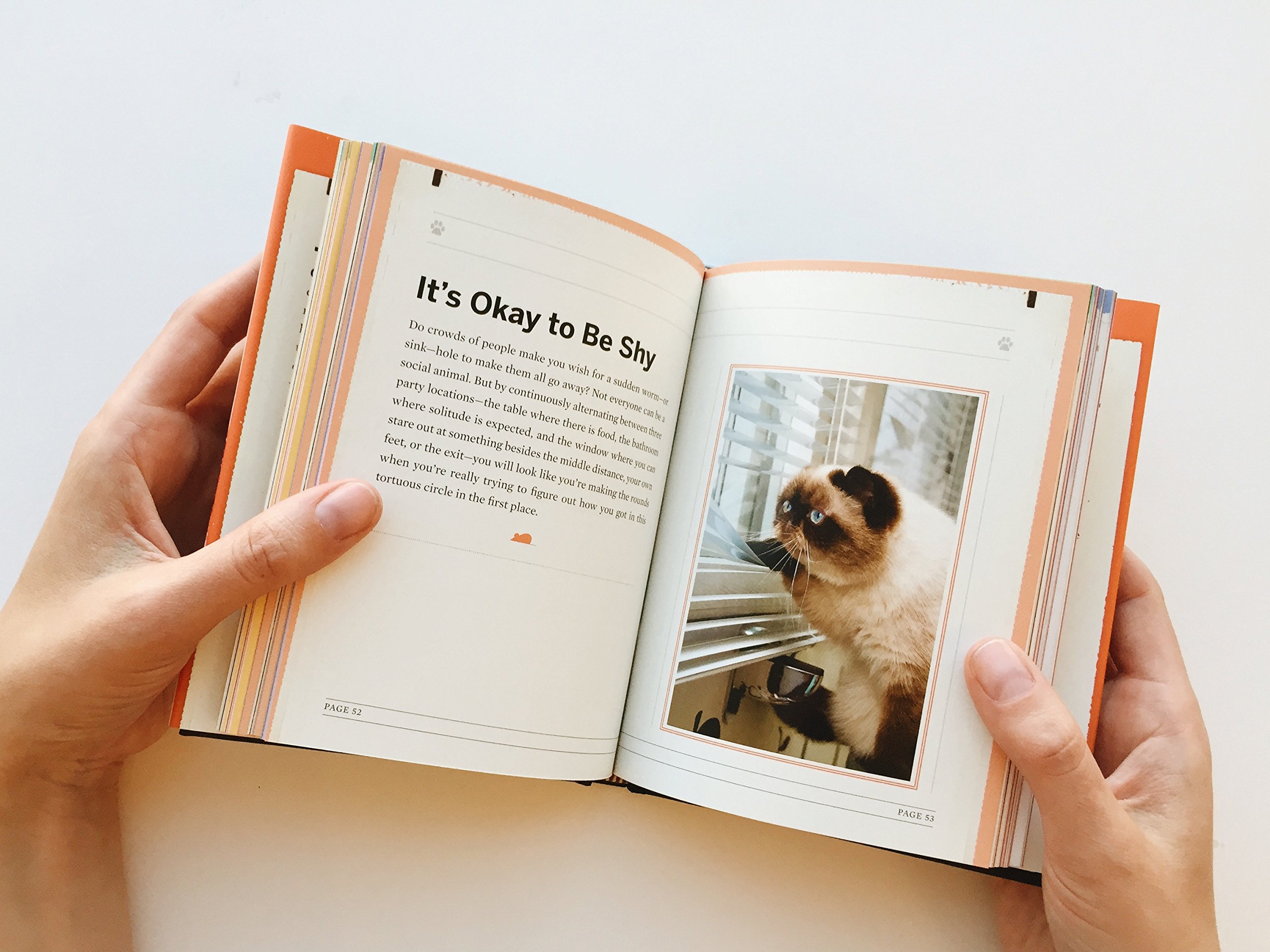 You Need More Sleep: Advice from Cats