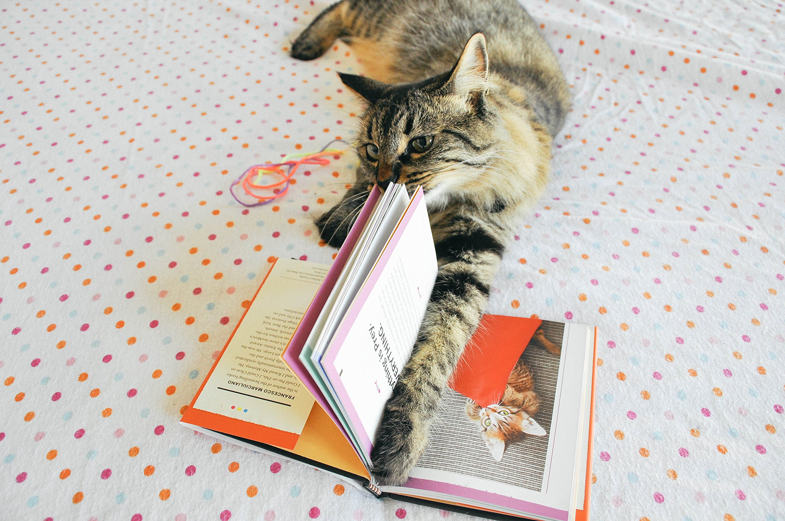 You Need More Sleep: Advice from Cats