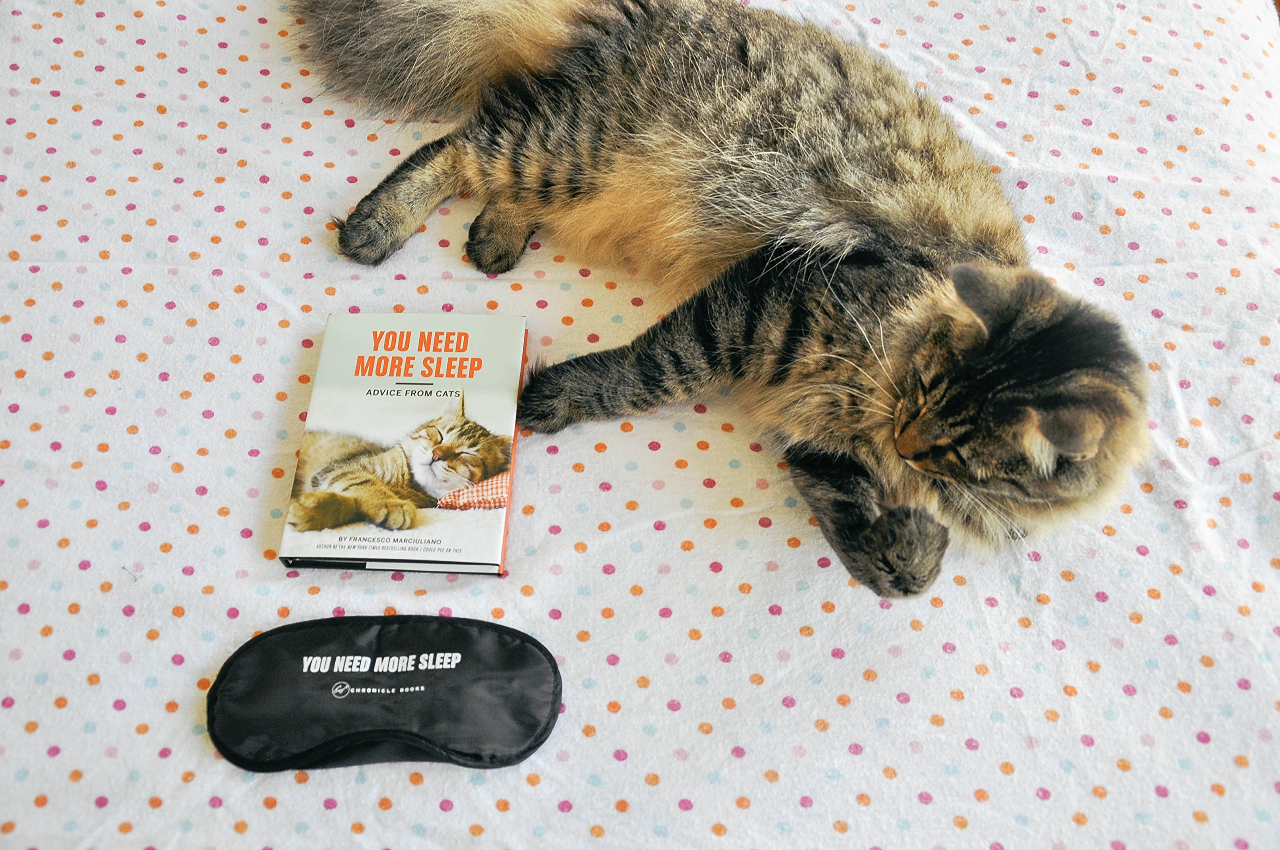 You Need More Sleep: Advice from Cats