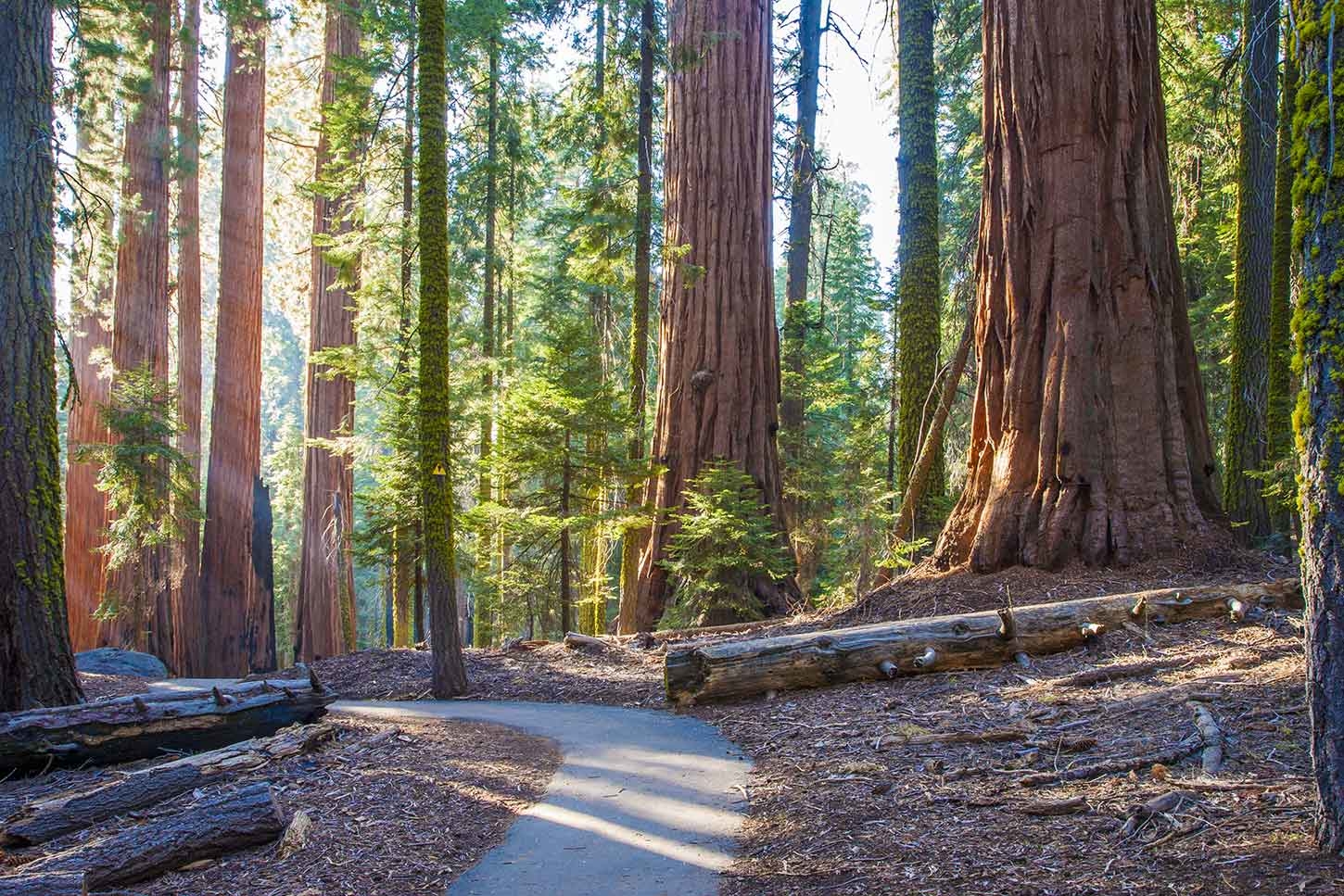 Hike Through the Woods/ Picnic in the Forest