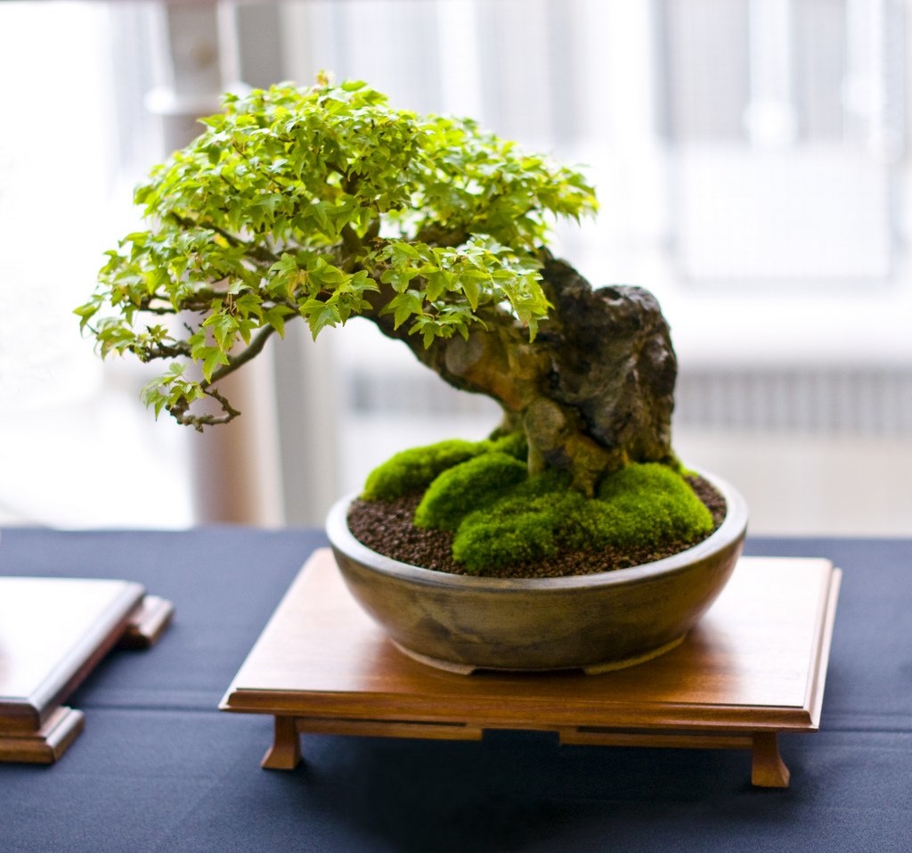 Indoor Bonsai