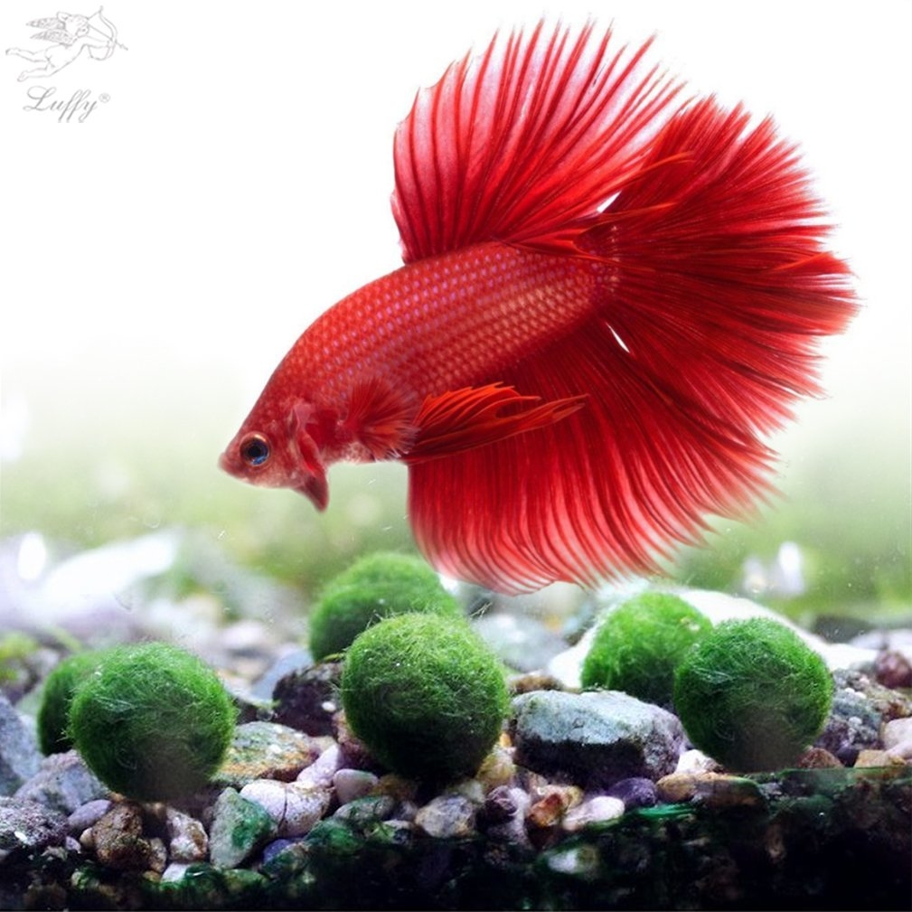 Live Round-Shaped Marimo Plant
