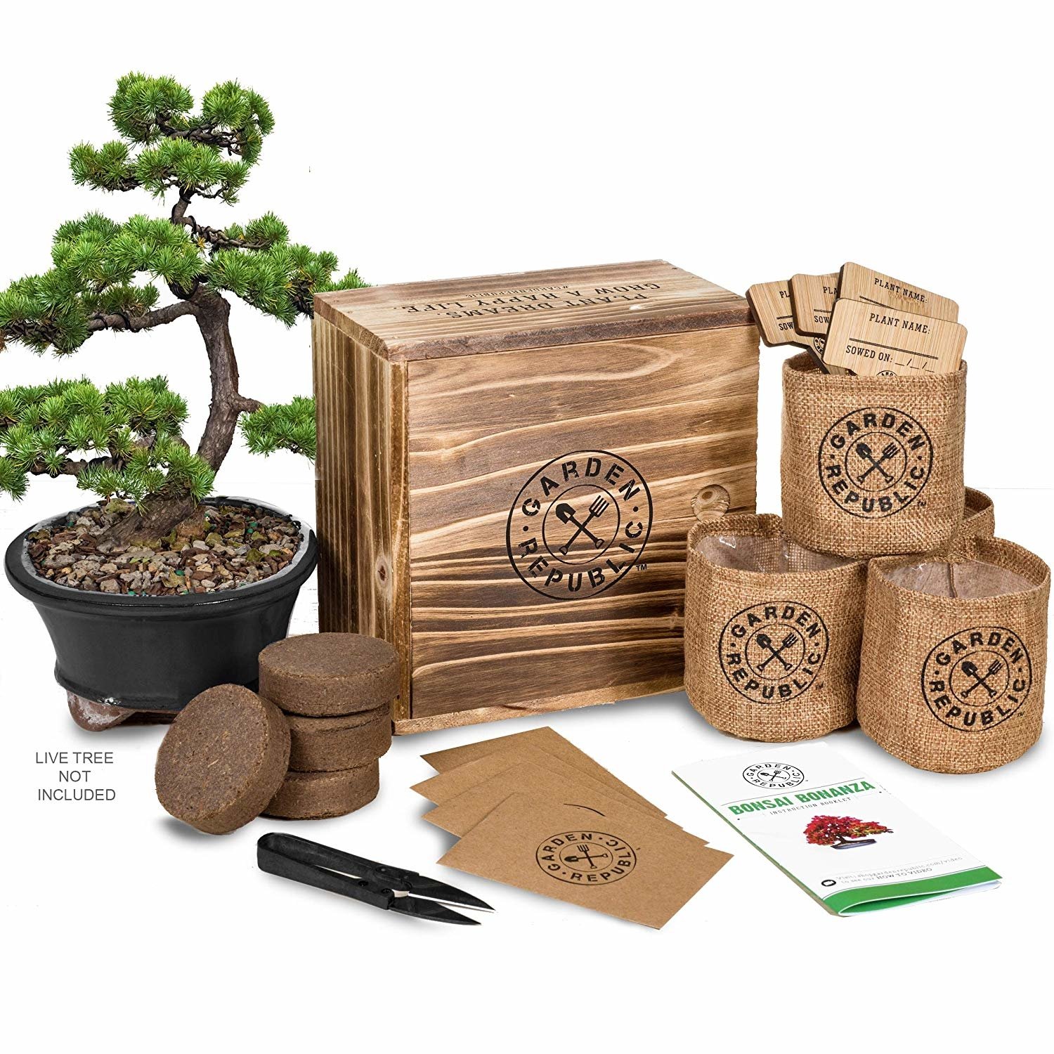 Mini Bonsai Growing Kit