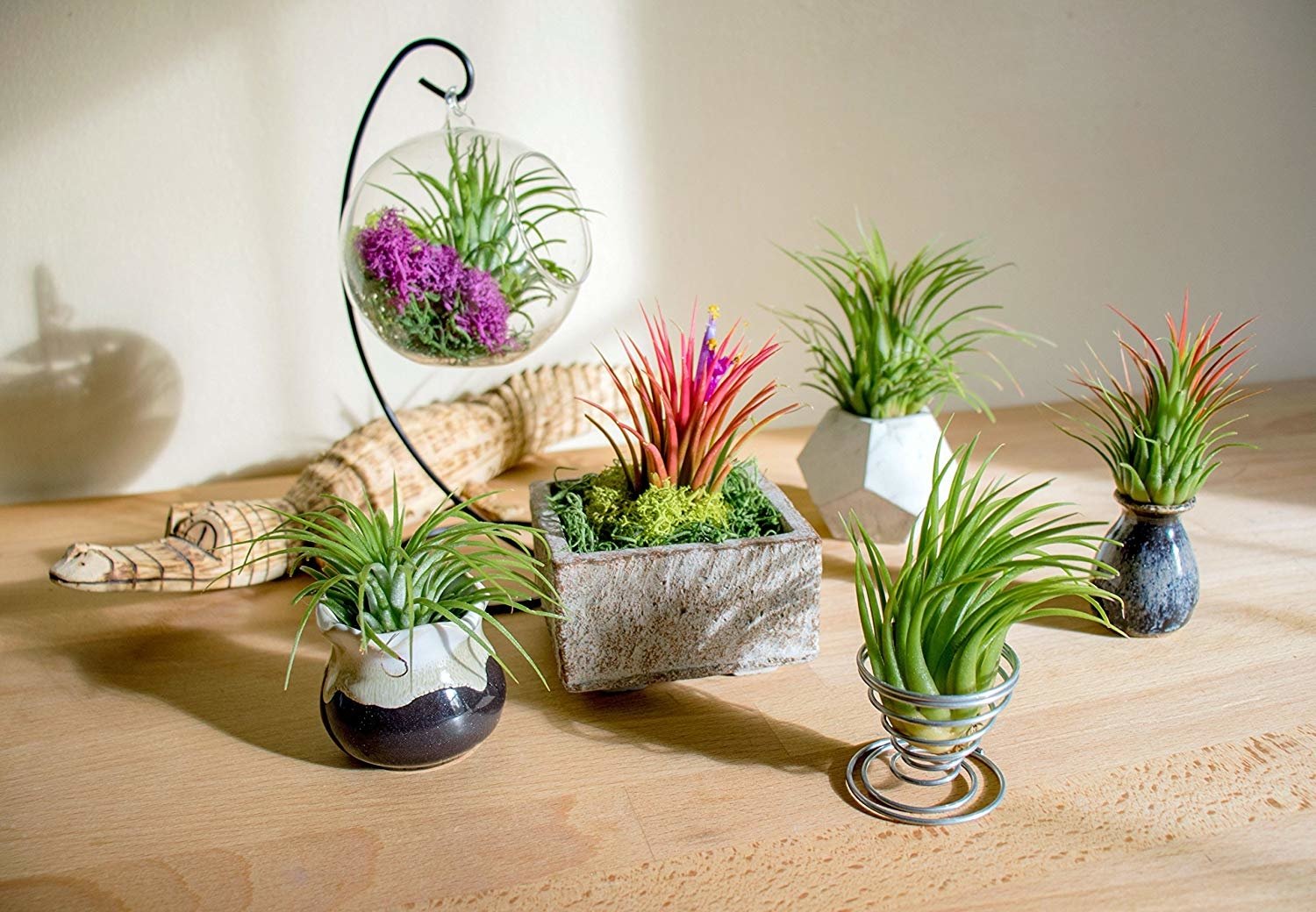 Tillandsia Air Plant